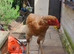 Malay hen