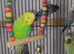 Black face and black wing and split are available
