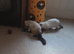 Ragdoll female kitten