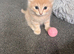 Mixed breed male kitten