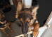 German Shepherd Puppy For Sale