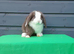 Superfriendly mini lop rabbit ready now