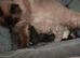 Four beautiful ragdoll kitten