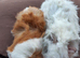 2 bonded guineapig boys
