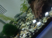 Black rilli shrimp juveniles