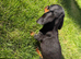 Miniature Dachshund puppy