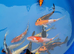 5 -6 inch koi