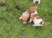 Jack Russel pups