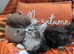 Pedigree maine coon kittens