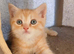 Bsh X Scotish stright kittens.