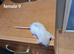 Baby rats dumbo and top ear-ALL SOLD!