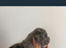 Pocket bully puppies Akbc registered