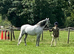 Welsh Section B Mare for Sale