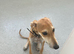 Suluki whippet x collie greyhound