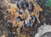 Various / Tarantula collection