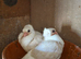 Young german owls