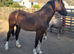 Stunning sec d colt