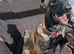 Belgian shepherd pappy