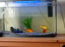 Tank and three Goldfish