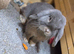Mini lop buck
