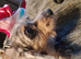 Miniature dahshund x toy poodle