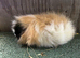 Swiss sows and young boars