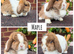 Pure bred mini lops .