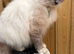 TICA registered female ragdoll