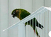 Maroonbellied Conure