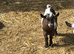 Pygmy wether kids