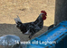 EXCHEQUER LEGHORN COCKERELS