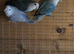 Peach faced lovebirds,pure bred Lincolnshire