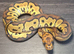 3 royal python hatchlings various genes
