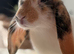 Female lop ear rabbit