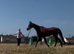 Companion/Retirement Home Needed for Thoroughbred Mare