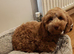 Lily locking for forever home