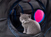 Pure bread British shorthair in London