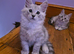 Pedigree TICA Registered Maine Coon Kittens
