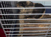 Male guinea pigs