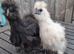 2 bearded silkie chicks available