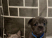 Dwkc fluffy French bulldogs