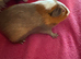 Tri colour patch boar 6 mths old