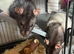 Two female fancy rats