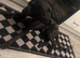 Pup in need of a home