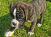 Pedigree Boxer's