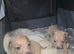 Italian greyhound puppy for sale