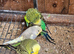 Pet Budgies + Handtame