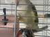 Love bird