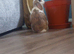 Rehoming 2 mini lops male and female