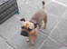 Pug x French bulldog